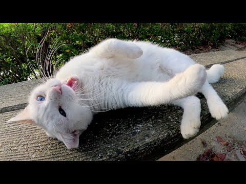 ベンチで寝転ぶブルーの瞳の白猫ちゃんをモフる(YouTube)
