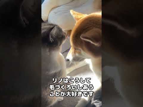 愛犬に育てられた猫が甘える姿が可愛いです…　#shorts(YouTube)