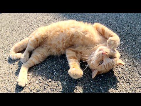 ゴロにゃんポーズで甘えてくる茶トラ猫のお腹を触ったら叱られた(YouTube)