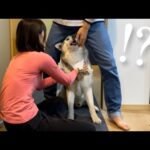 兄達に足の長さの指標にされるシベリアンハスキー(YouTube)