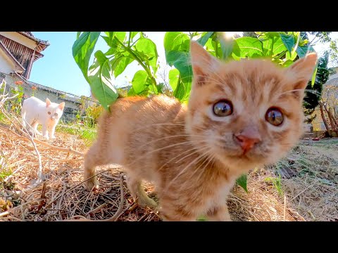 猫島の茶トラ猫軍団の末っ子、いつもみんなが集まる時は遅れてくるおっとり派(YouTube)