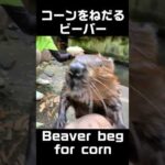 コーンをねだるビーバー Beaver beg for corn #shorts(YouTube)