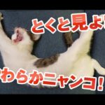 【猫動画】とくと見よ！やわらかニャンコ！〜にゃんともパレード〜#233(YouTube)