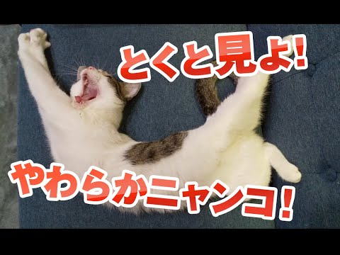 【猫動画】とくと見よ！やわらかニャンコ！〜にゃんともパレード〜#233(YouTube)