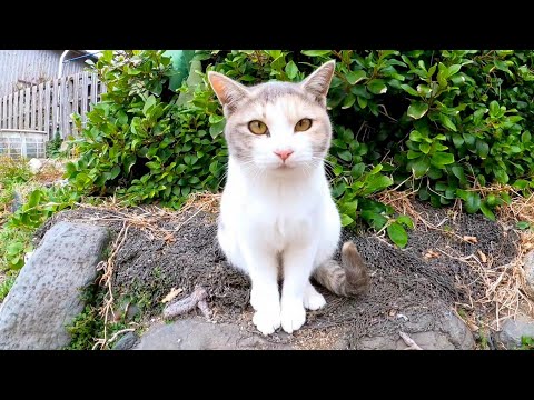 のんびり寛ぐパステル三毛猫家族がカワイイ(YouTube)
