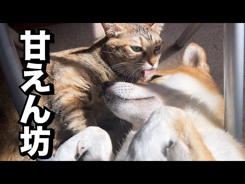 柴犬が帰ってきた後の猫たちがべったりくっついて離れませんでした…(YouTube)