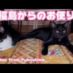 福島からのお便り A video from Fukushima(YouTube)
