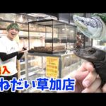 世界的にも希少な爬虫類が買えるショップがヤバすぎる【かねだい草加店】(YouTube)