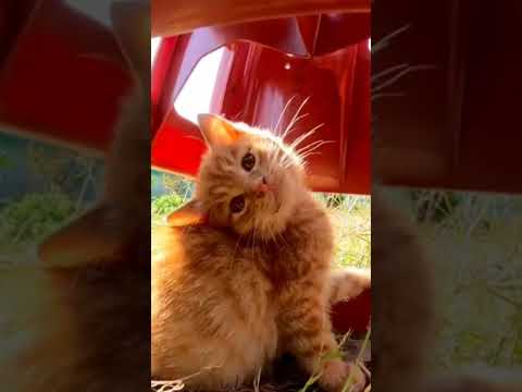 首を傾げる姿がかわい過ぎる(YouTube)