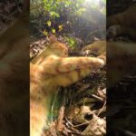 【cat】茂みの中で気持ちよさそうにお昼寝する茶トラ猫(YouTube)