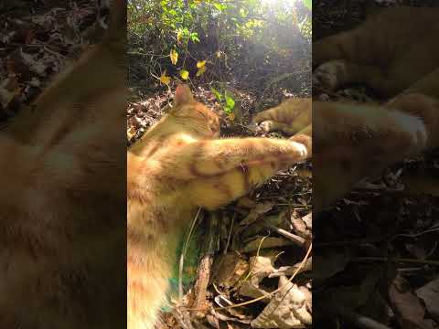 【cat】茂みの中で気持ちよさそうにお昼寝する茶トラ猫(YouTube)