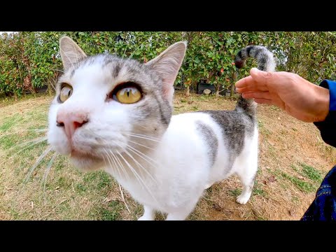 公園で出会った子猫を撫でるとコロコロ転がってカワイイ(YouTube)