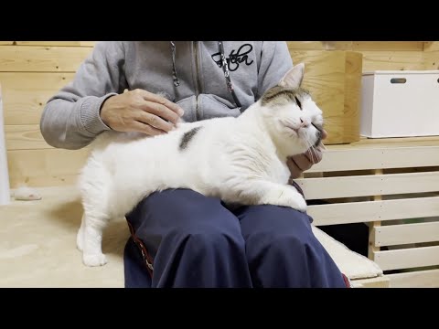 ポテポテ歩いてお父さんの膝にポテッと乗る猫(YouTube)
