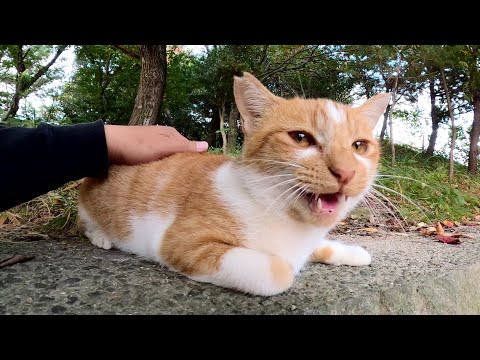 ボランティアさんにしか心を開かない猫が少しだけ触らせてくれた(YouTube)