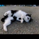 夕方の漁港に行ったらハートの三毛猫と髭のハチワレ猫が出てきた(YouTube)