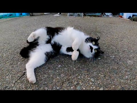 夕方の漁港に行ったらハートの三毛猫と髭のハチワレ猫が出てきた(YouTube)