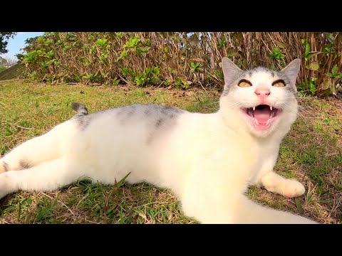 サバシロ猫が足の周りをグルグルと歩きまわって甘えてきた(YouTube)