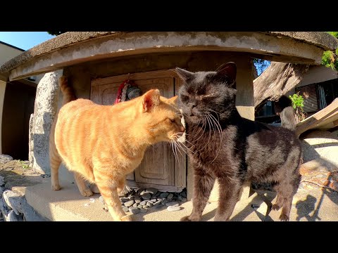 猫島の神社へ行くと、黒猫と茶トラ猫が祠の前でお出迎えしてくれた(YouTube)