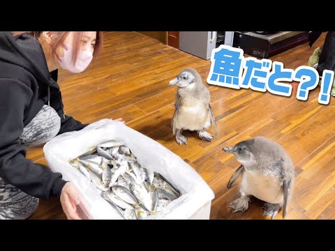 魚の消費が激しすぎて赤ちゃんペンギンに無限にアジが届くのですが・・・(YouTube)