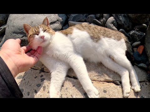 キジ猫軍団がゴツゴツした海の岩場で気持ちよさそうにお昼寝する(YouTube)