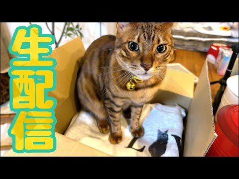 【生配信11/27】サッカー終わったら始めます生配信⚽📹(YouTube)