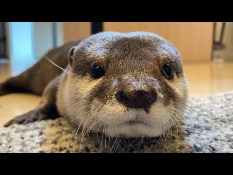 ふわふわのペットハウスに入らないカワウソへの対策が凄すぎた Too great a measure for otters that won’t fit in fluffy pet houses.(YouTube)