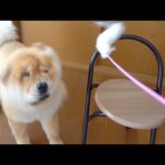 猫じゃらしを見た犬ワロたwww(YouTube)