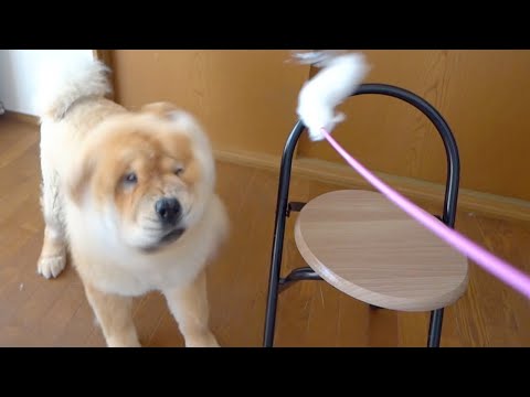 猫じゃらしを見た犬ワロたwww(YouTube)