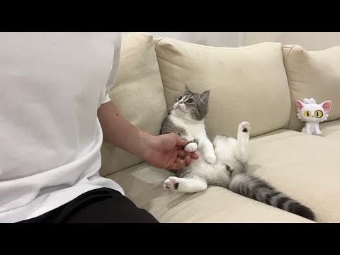 映画を見てたらいきなり手を繋がれたときの猫の反応がマジでかわいすぎた笑(YouTube)