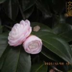 井の頭自然文化園 花ごよみ動画 ツバキ（オトメツバキ）の開花(YouTube)