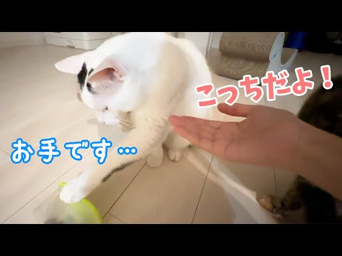 夜食が食べたくてごはんにお手しちゃう猫(YouTube)