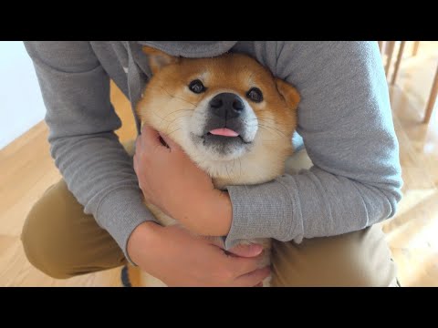 日常いろんな場面で体をスリスリしてくる柴犬がかわいい。(YouTube)