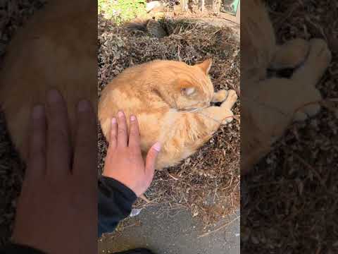 【cat】ダブルアンモニャイト【猫】(YouTube)