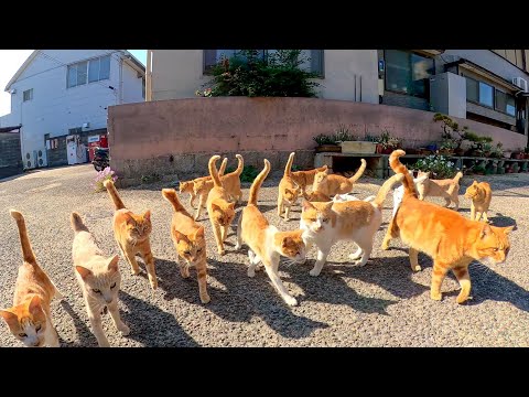 感動猫動画 のライブ配信(YouTube)