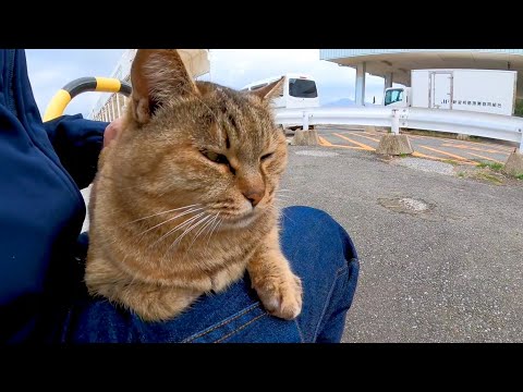 漁港のサビ猫ちゃん座ると膝の上に乗ってくる(YouTube)