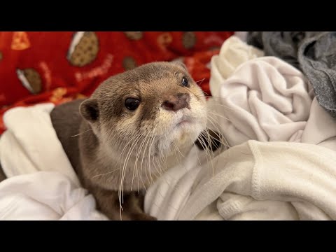 飼い主の大量のお下がりの服をもらったカワウソの反応は…？ How did the otter react to receiving his owner’s clothes?(YouTube)