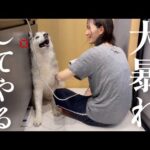 お風呂から解放され、世界の全てを無に帰すが如く大暴れを繰り広げるシベリアンハスキー(YouTube)