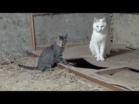 仲間が突然いなくなって動揺するも懸命に探す猫(YouTube)