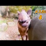 メスのおちりが当たった時のオスの反応がめっちゃオスだったww(YouTube)