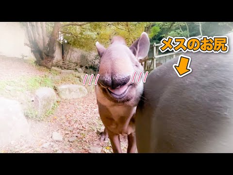 メスのおちりが当たった時のオスの反応がめっちゃオスだったww(YouTube)