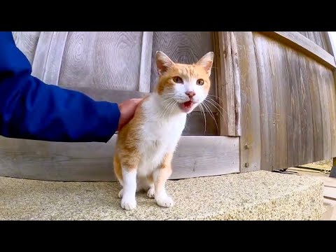 神社の階段にいた猫は付いてきてとにかく甘えてくる(YouTube)