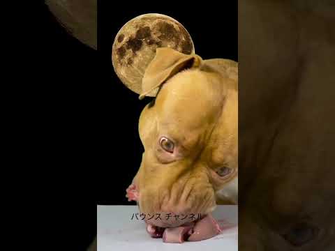生肉を飲み物のように飲み込む犬#shorts(YouTube)