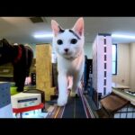 【今週のボツ動画】短い野良猫動画まとめて公開-unreleased video of this week-2022/11/1w(YouTube)