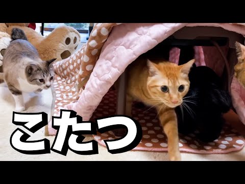 猫用こたつを出したら次から次へと猫たちが寄ってきました笑(YouTube)