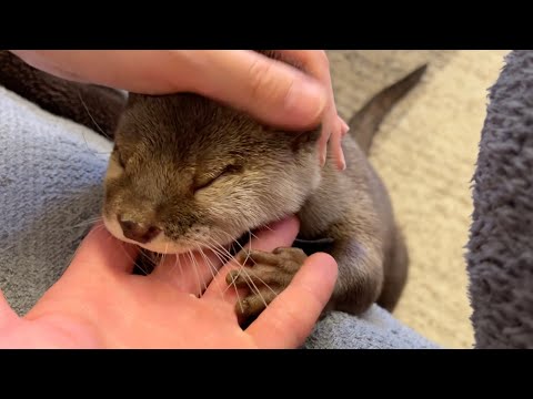 不在の飼い主を鳴かずに待てるようになったカワウソ otter that can now wait for its absent owner without squealing(YouTube)