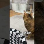 大きい穴を目の前にすると猫はこうなります(？)   #shorts(YouTube)