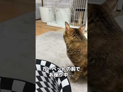 大きい穴を目の前にすると猫はこうなります(？)   #shorts(YouTube)