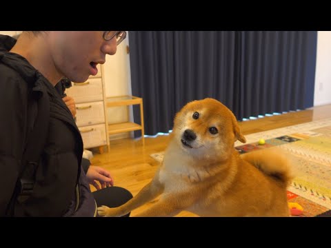 飼い主がいない一日！柴犬を全勢力で世話する実家チームが素敵すぎた。(YouTube)