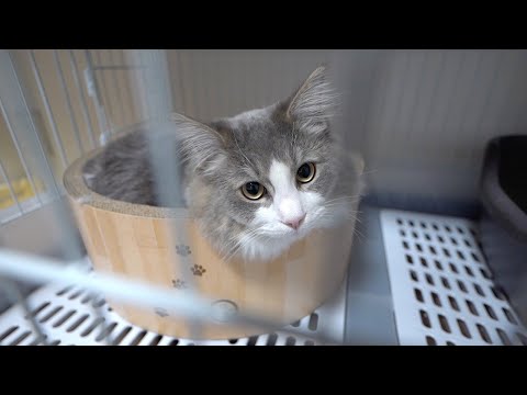 猫のごまもちくんが骨折してしまいました(YouTube)