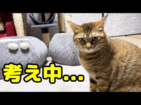 うらやましがり考え込む猫たちはまるで人間みたい(YouTube)